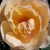 Galben - Trandafir englezesti - Ausjo